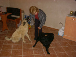 Blacky und Blondi